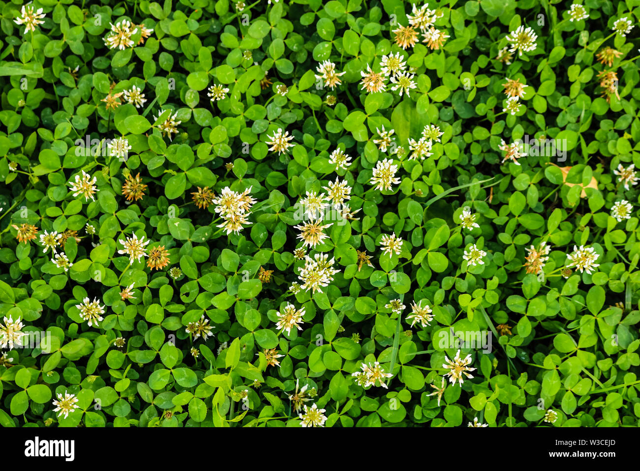 White flower clover. Background of blooming clover flowers on a green