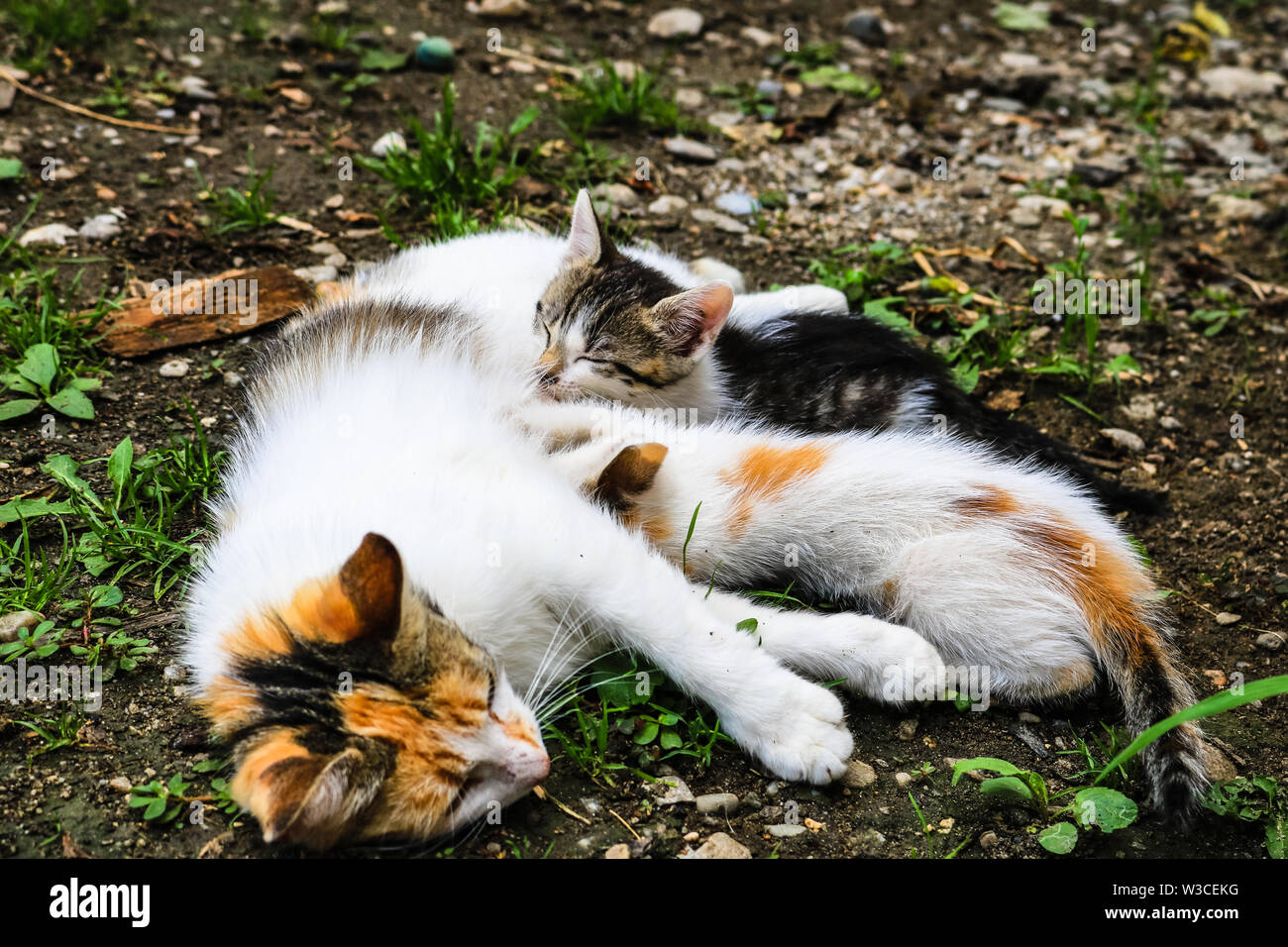 Cat nursing its little kittens Stock Photo Alamy