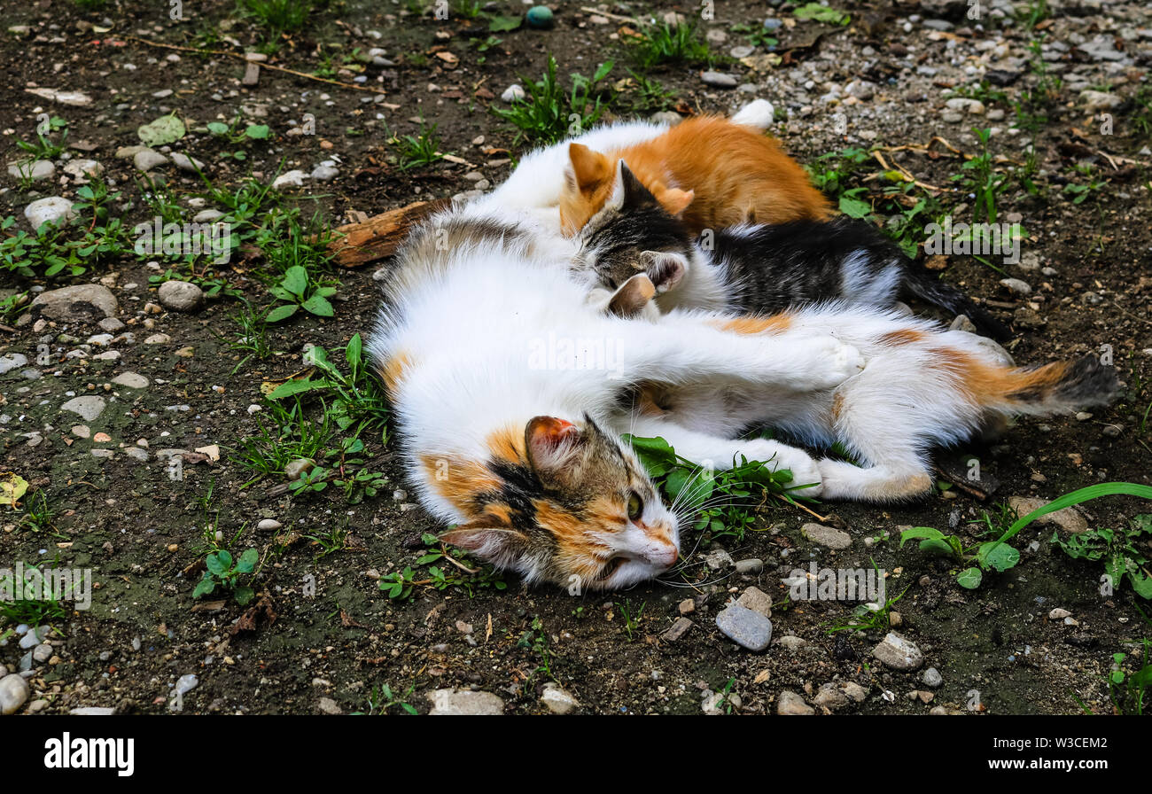 Cat nursing its little kittens Stock Photo Alamy
