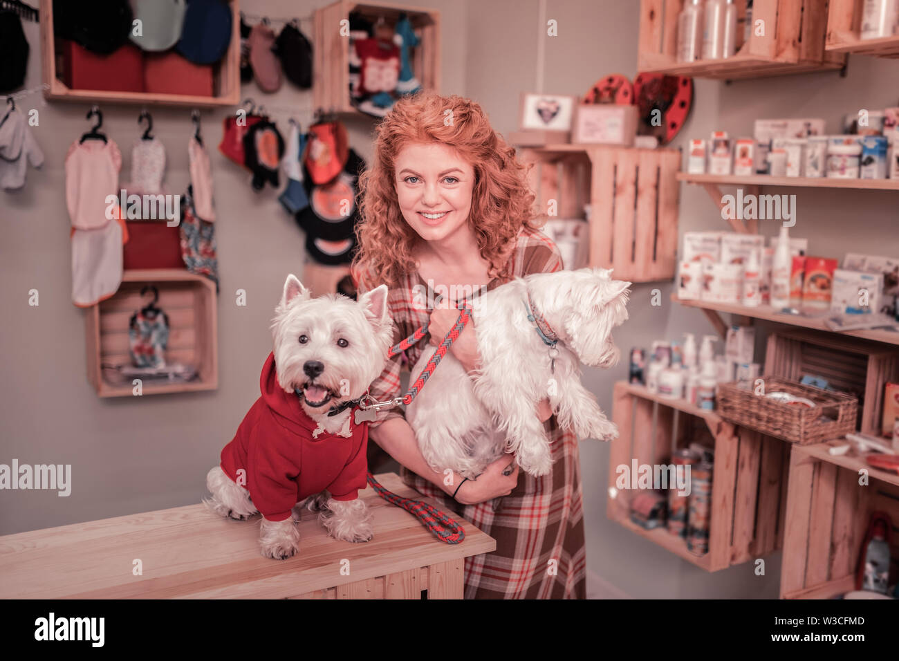 Feeling extremely happy. Red-haired curly woman feeling extremely happy spending time with dogs Stock Photo