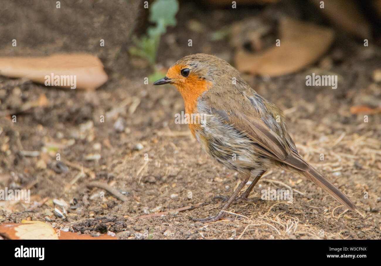 Wild Bird, Robin, on the ground in a British Garden, Summer 2019. Stock Photo