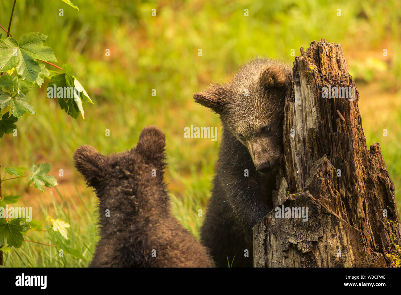 Cute brown grizzly bear family Ursus arctos playing on lying trunk of death tree in deep bush. Wildlife photography scene of secret animal family life Stock Photo