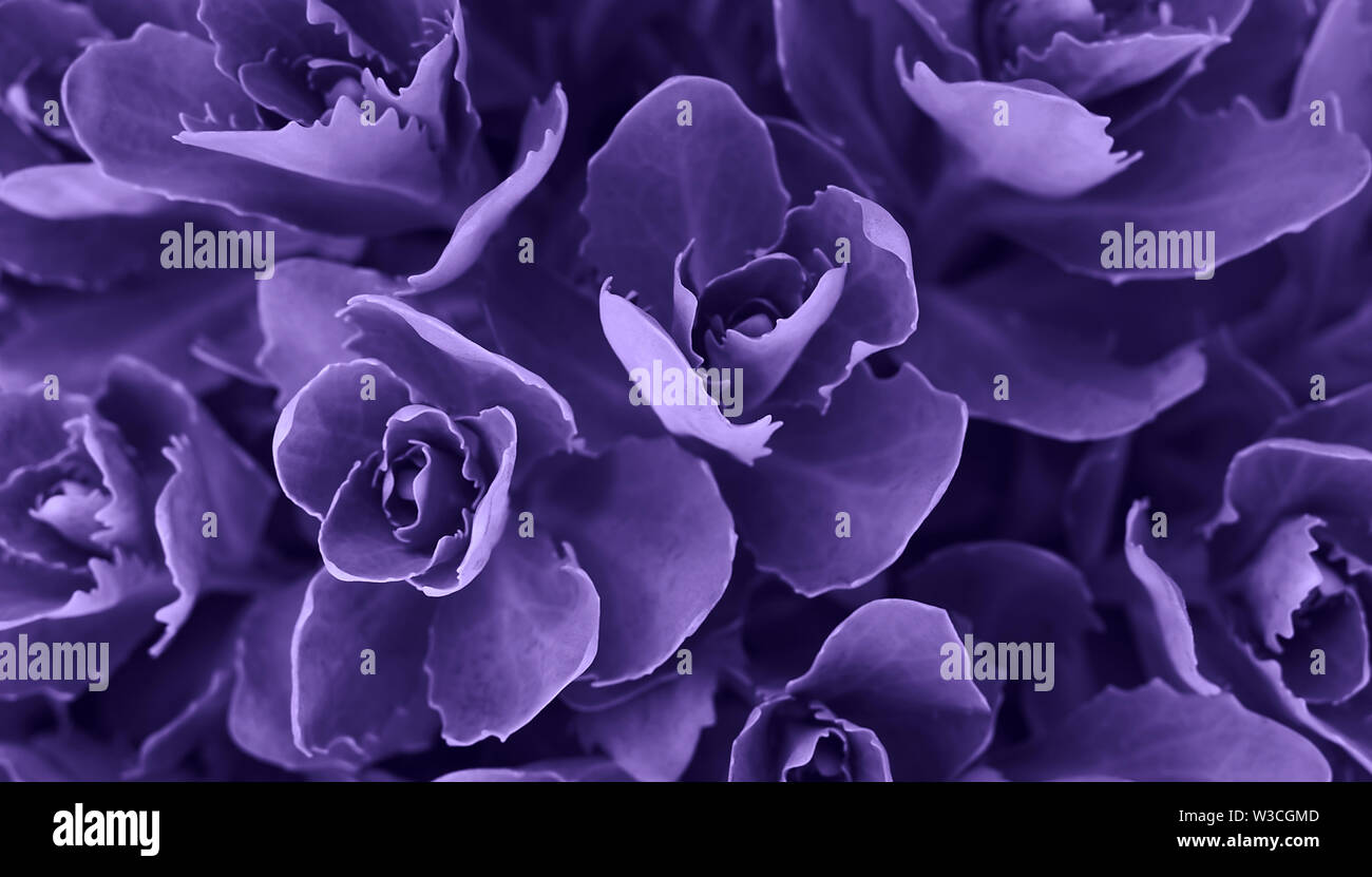 Perfect natural succulent pattern background. Ultra Violet dark and moody backdrop for your design. Copy space. Stock Photo