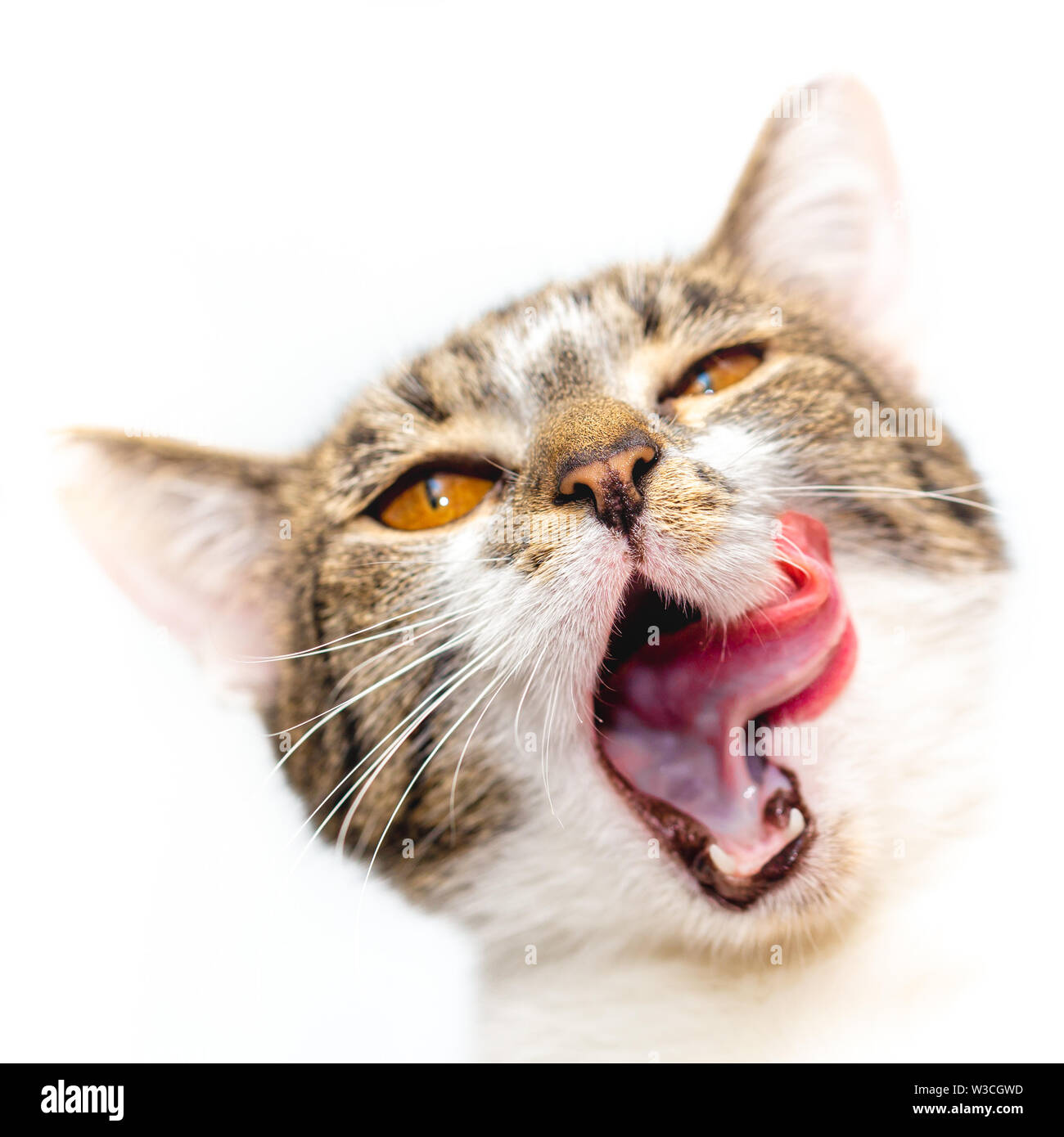 The cat licks its tongue wide open mouth Stock Photo Alamy