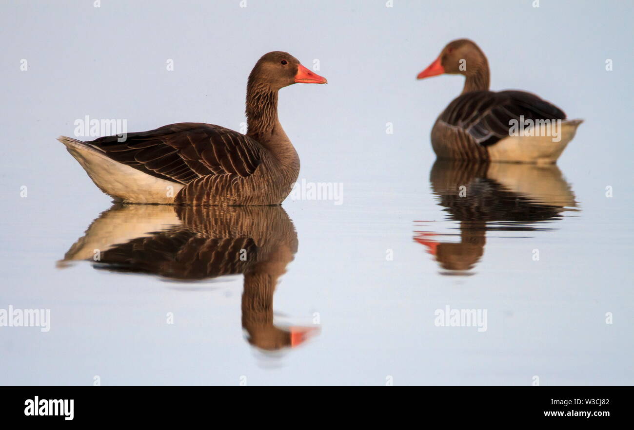 Greylag goose geese, Anser Anser, swimming in very quiete baltic sea, Kalmar, Sweden Stock Photo