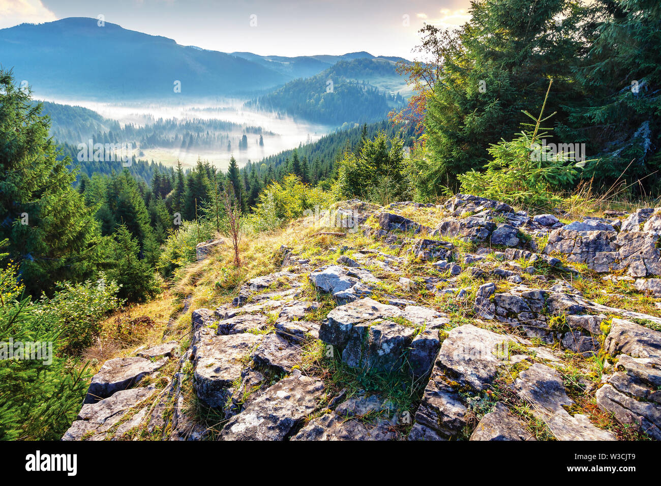 thick glowing fog among spruce forest down in the valley. wonderful nature  background. view from the top of a rocky hill. beautiful apuseni mountain s  Stock Photo - Alamy, image size:1300x956