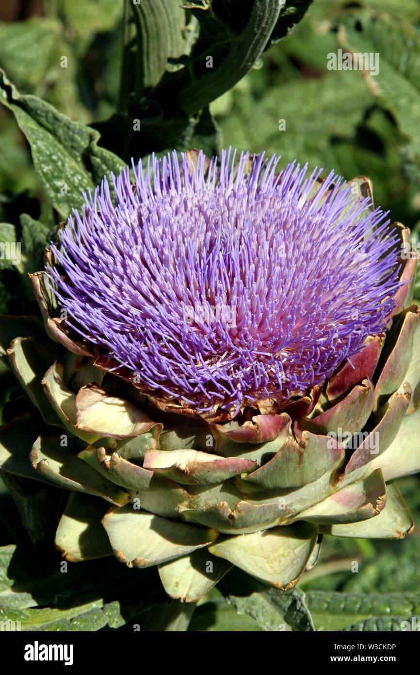 Artichoke growing naturally Stock Photo Alamy