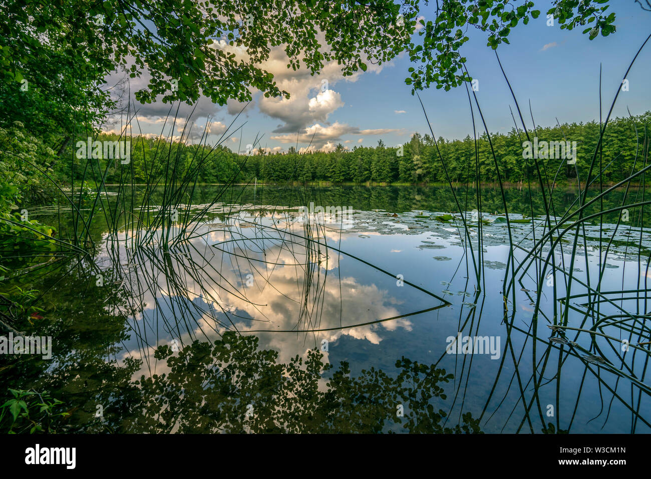 forest lake in the evening, reflected in the water surface of the sky ...