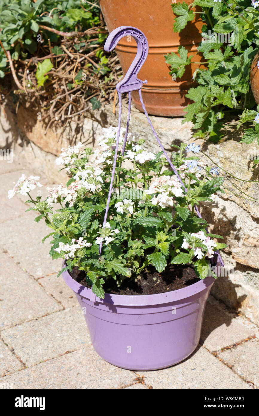 Planter with white vervain flowers Stock Photo Alamy