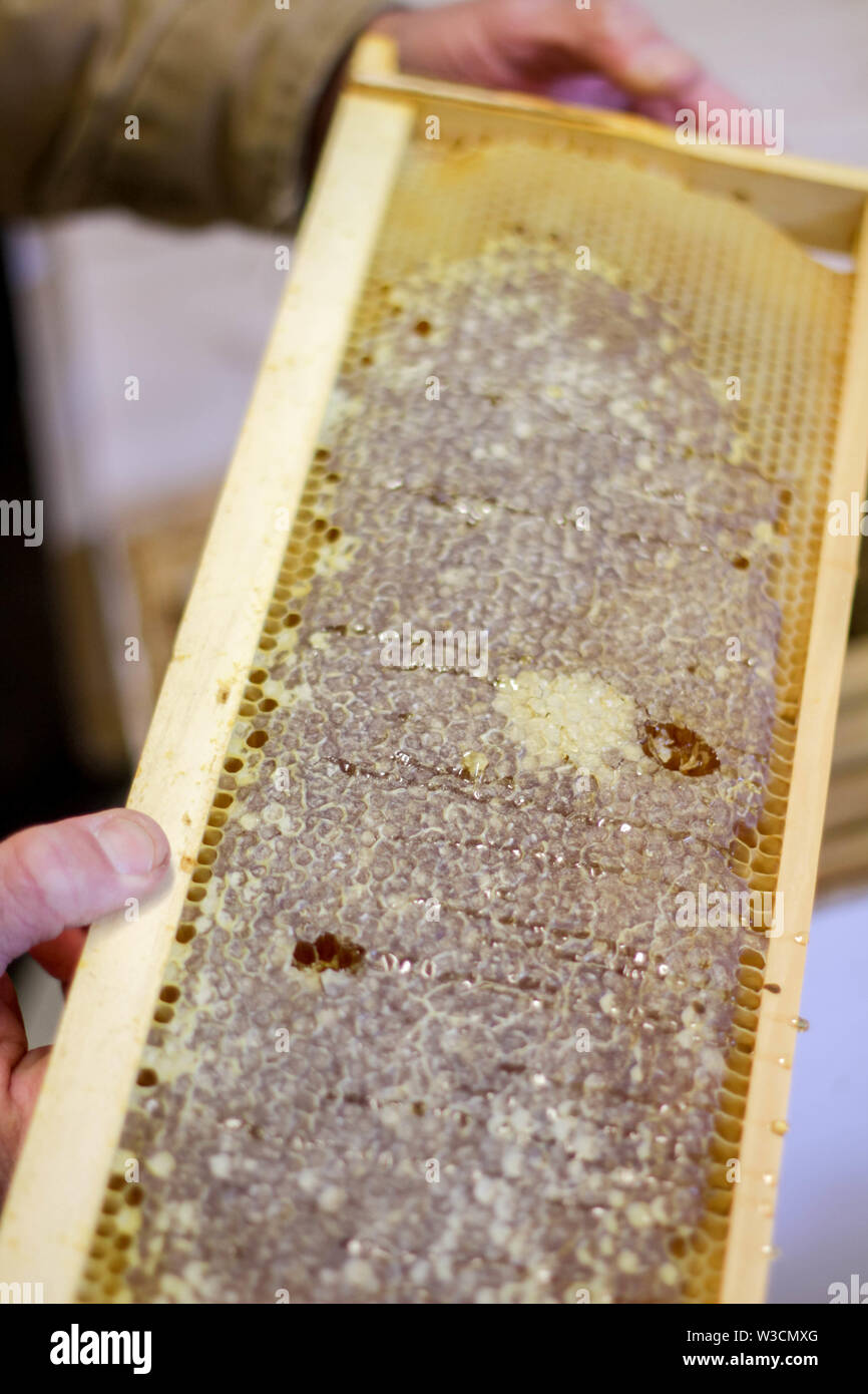 A beekeeper's weathered hands hold a frame from a wooden beehive. Honey drips off of the beeswax and honeycomb. Stock Photo