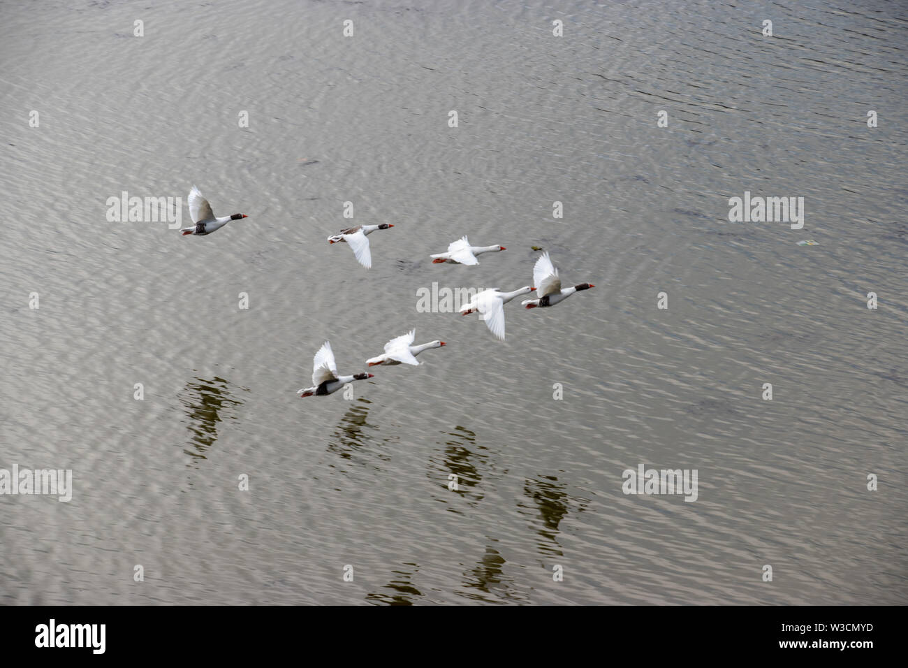 Seven white geese flying in a V formation low over a body of water Stock Photo