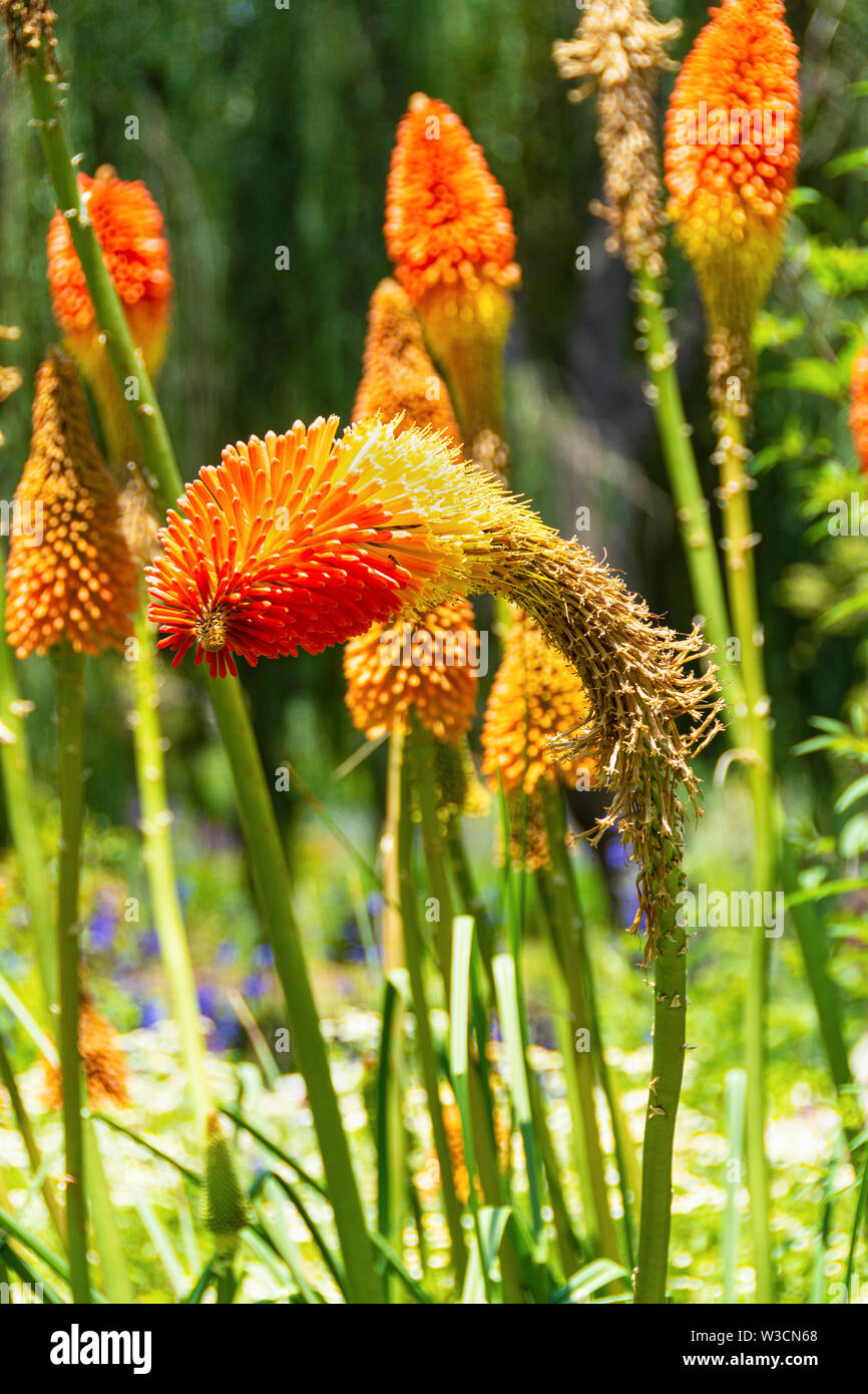 Closeup of spiky Red Hot Poker Flowers, Kniphofia, ‘Royal Standard’ growing in a botanical garden flowerbed. Stock Photo