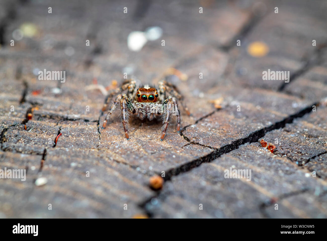 beautiful macro photo of a small jumping spider Stock Photo