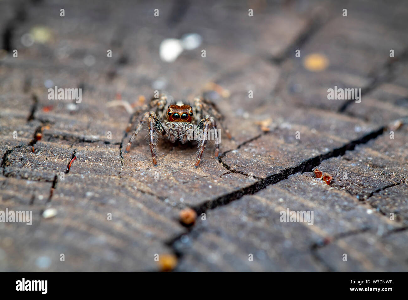beautiful macro photo of a small jumping spider Stock Photo