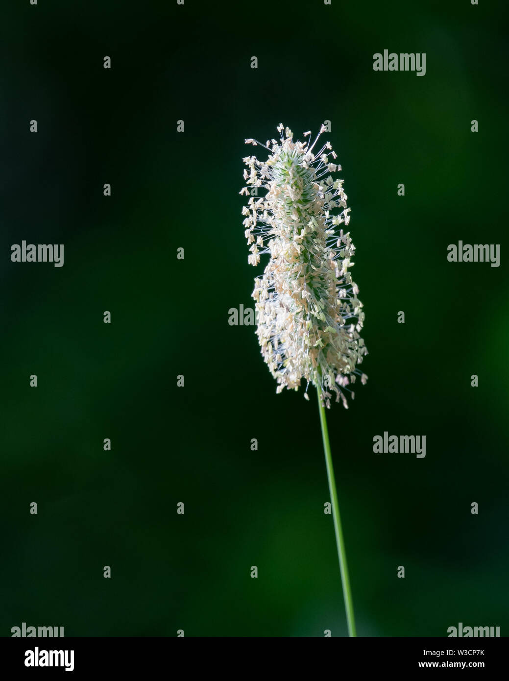 Wild grass seed head in a clearing in the Adirondack Mountains, NY USA wilderness, isolated against a dark shadow background. Stock Photo