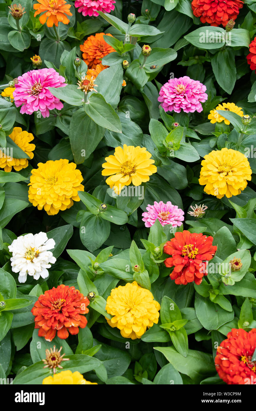 A selection of brightly colored Zinnia flowering plants for sale at a greenhouse in Inlet, NY USA Stock Photo