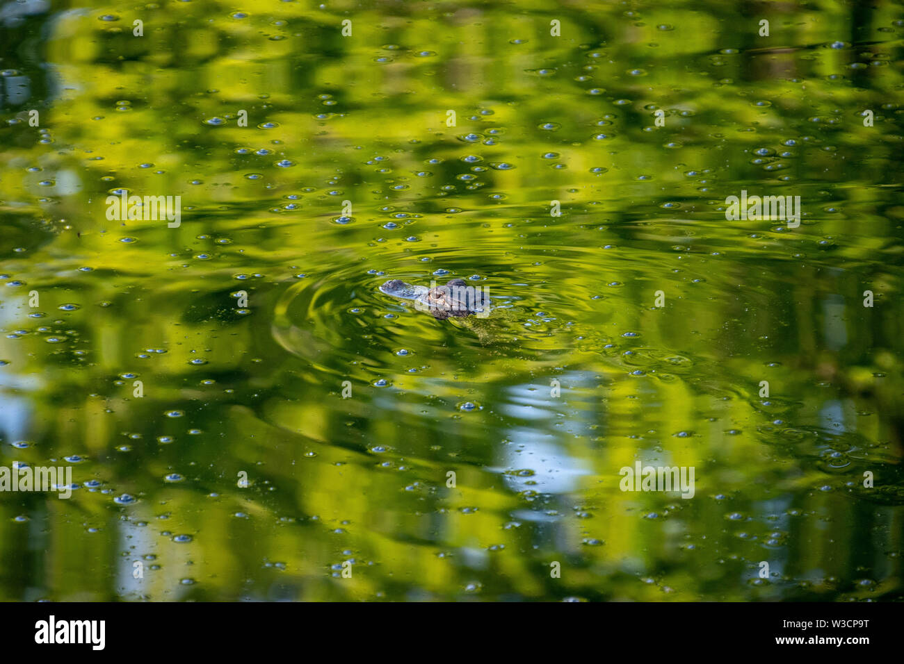 A small alligator swimming in green water with only its head peaking above the water Stock Photo