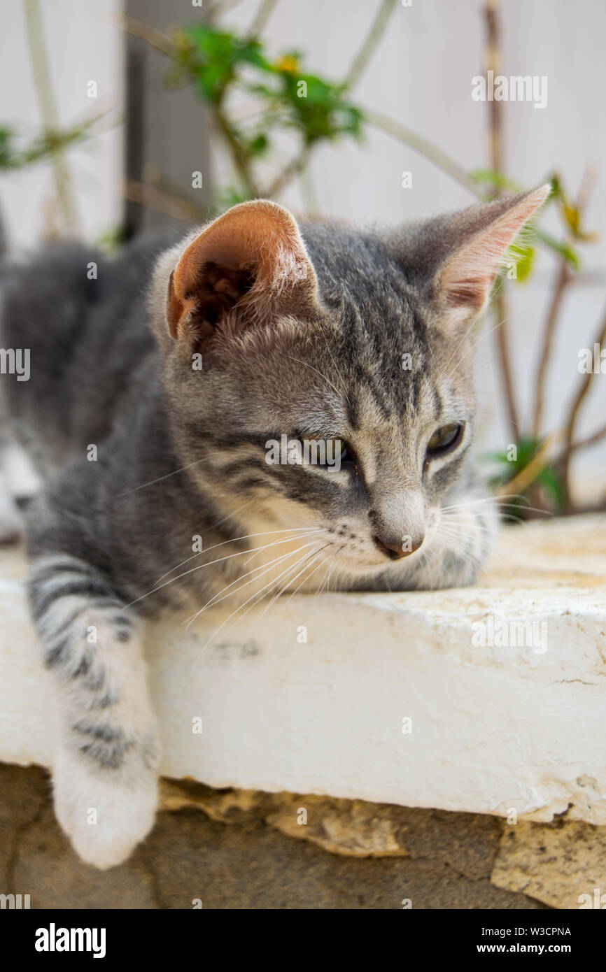Cape Verde wild Cats in Salt Island Stock Photo Alamy
