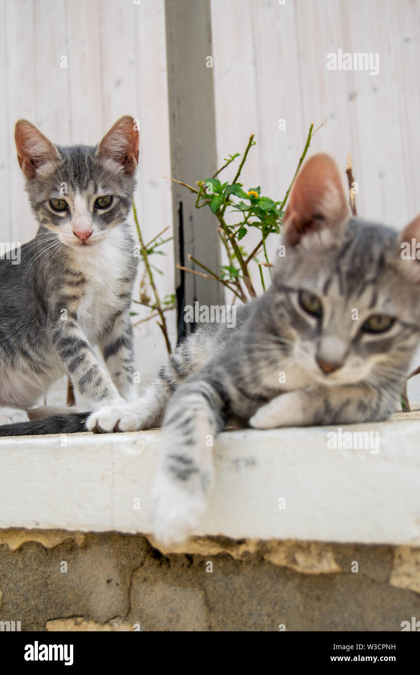 Pic Of Wild Animals High Resolution Stock Photography and Images Alamy