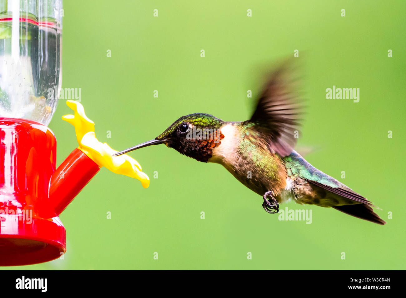 Male Ruby-Throated Hummingbird hovering at a backyard hummingbird feeder. Stock Photo