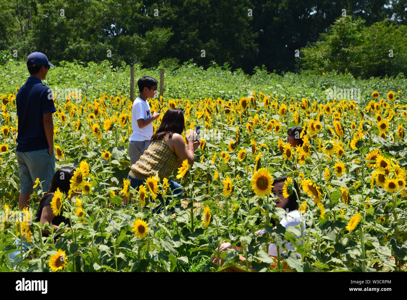 Visitors pose for photos in Raleigh's Dorothea Dix Park sunflower field