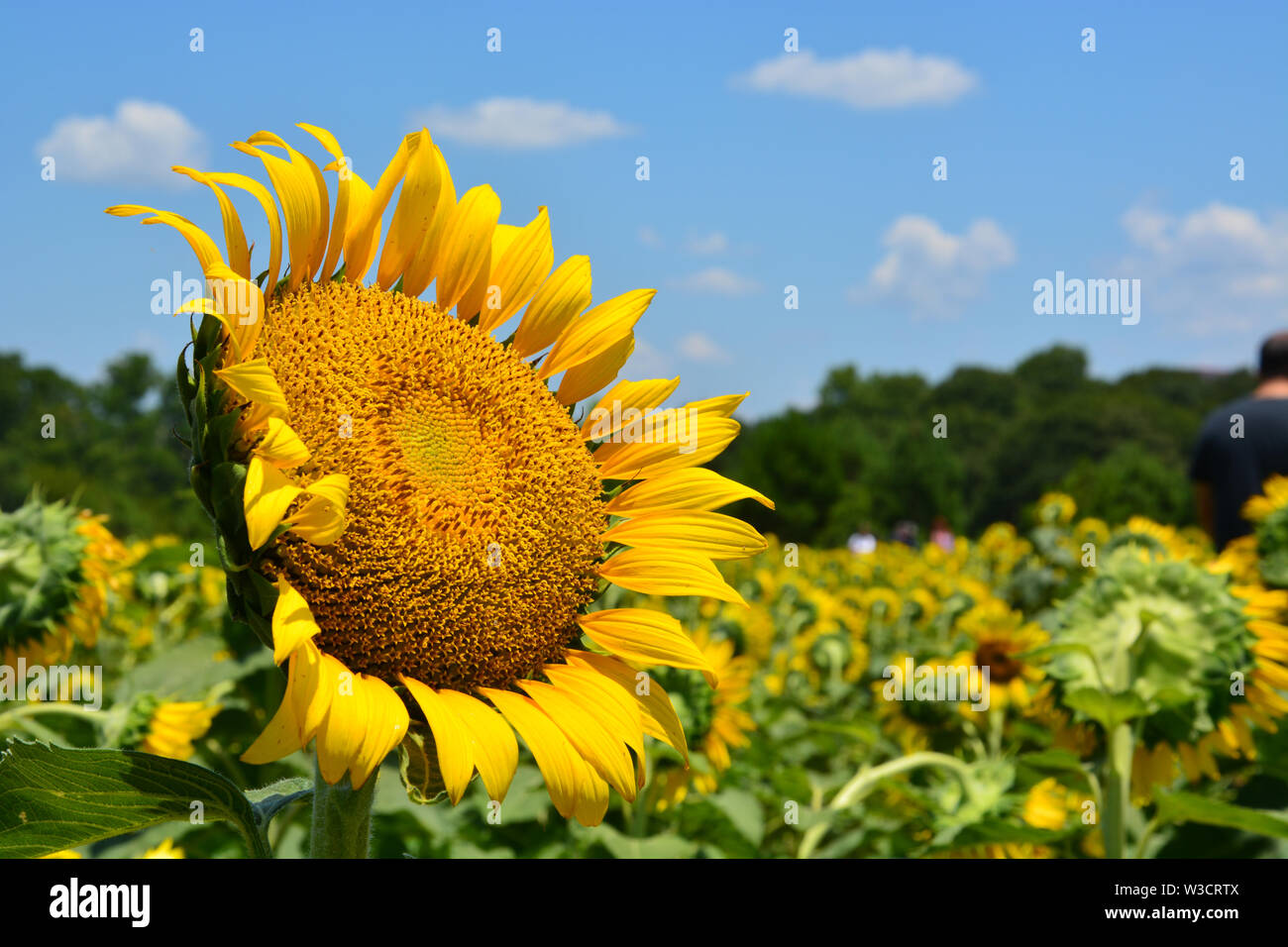 The sunflower field in Raleigh's Dorothea Dix Park Stock Photo Alamy