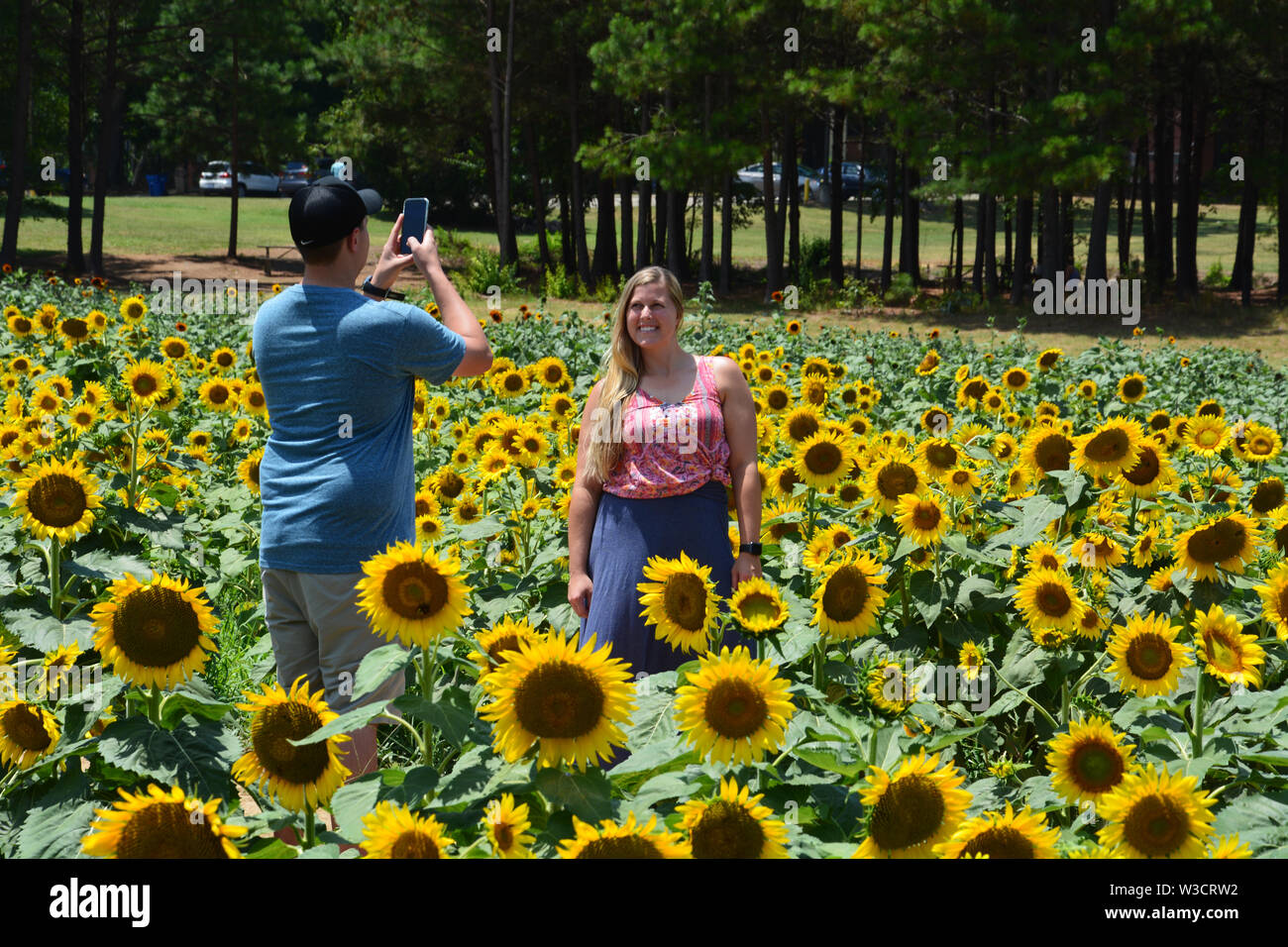 Visitors pose for photos in Raleigh's Dorothea Dix Park sunflower field Stock Photo Alamy