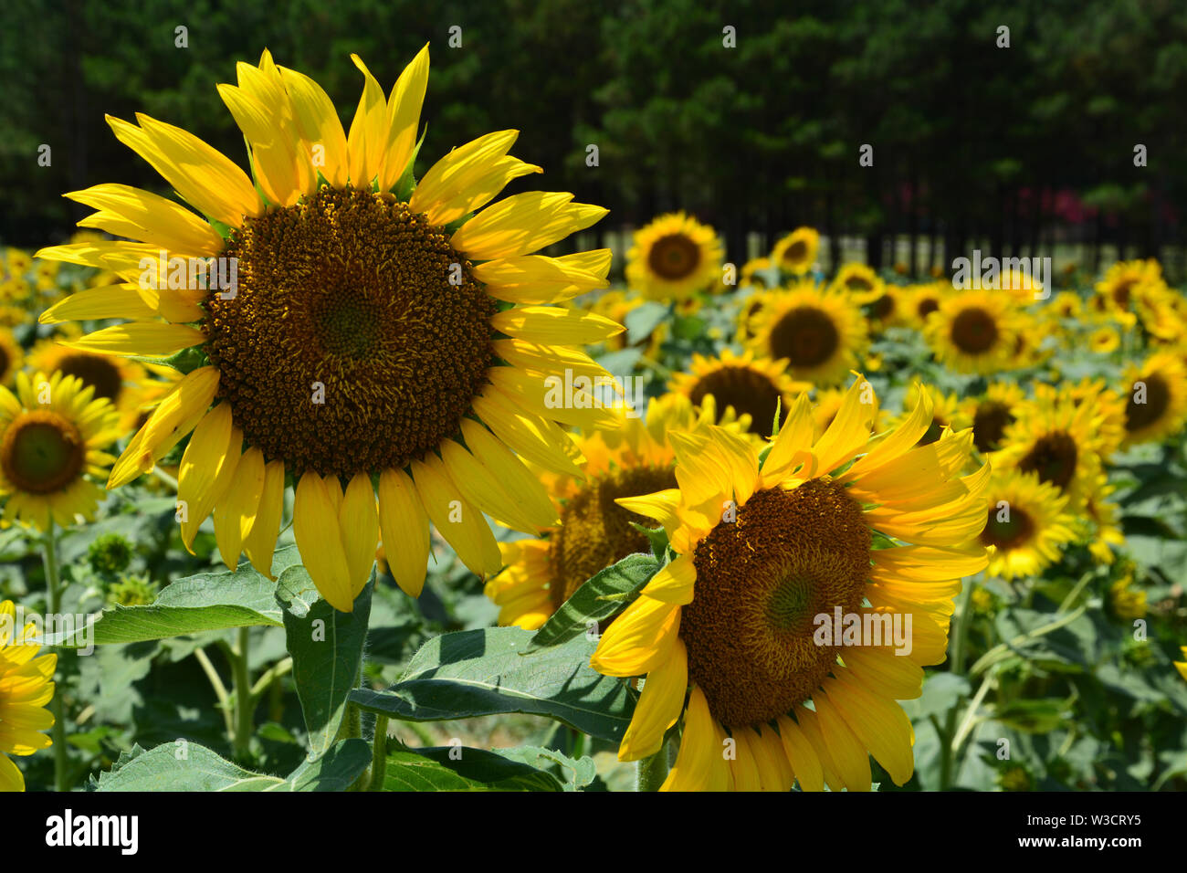 The sunflower field in Raleigh's Dorothea Dix Park Stock Photo Alamy