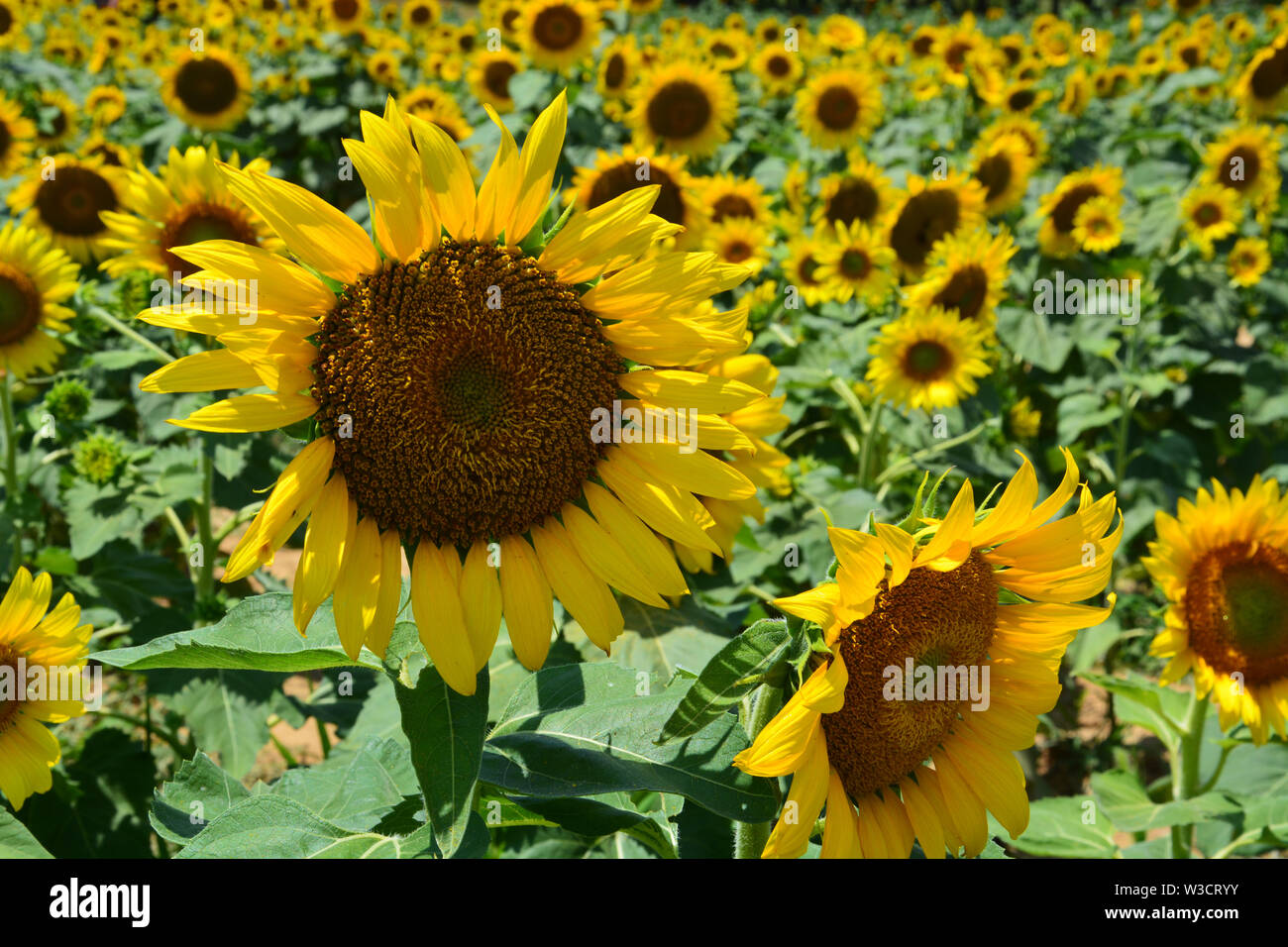 The sunflower field in Raleigh's Dorothea Dix Park Stock Photo Alamy