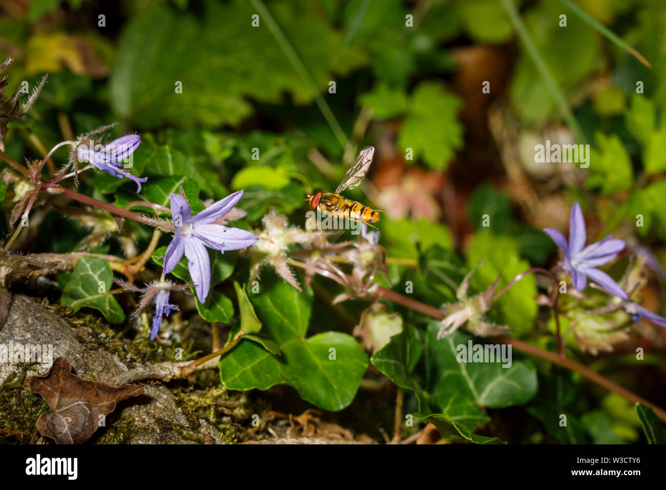 Harmless black and yellow striped wasp mimic hoverfly in flight, flying between mauve campanula flowers in an English garden in summer Stock Photo