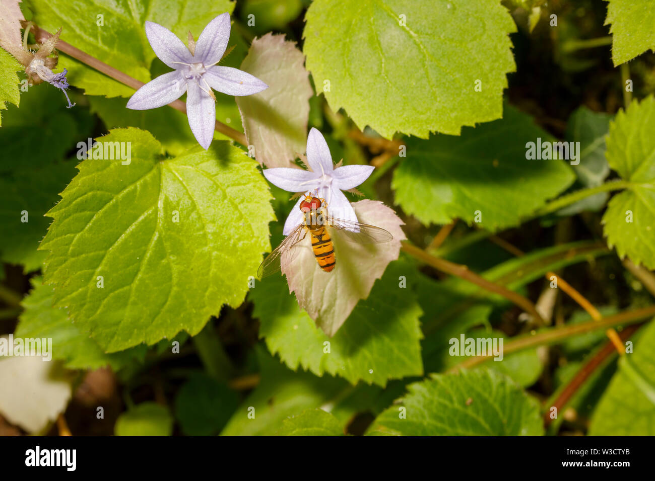 Harmless black and yellow striped wasp mimic hoverfly landed on and feeding (nectaring) from a campanula flower in an English garden in summer Stock Photo