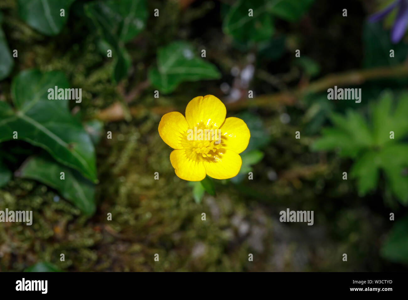 Closeup view of a summer flowering golden yellow buttercup flower head