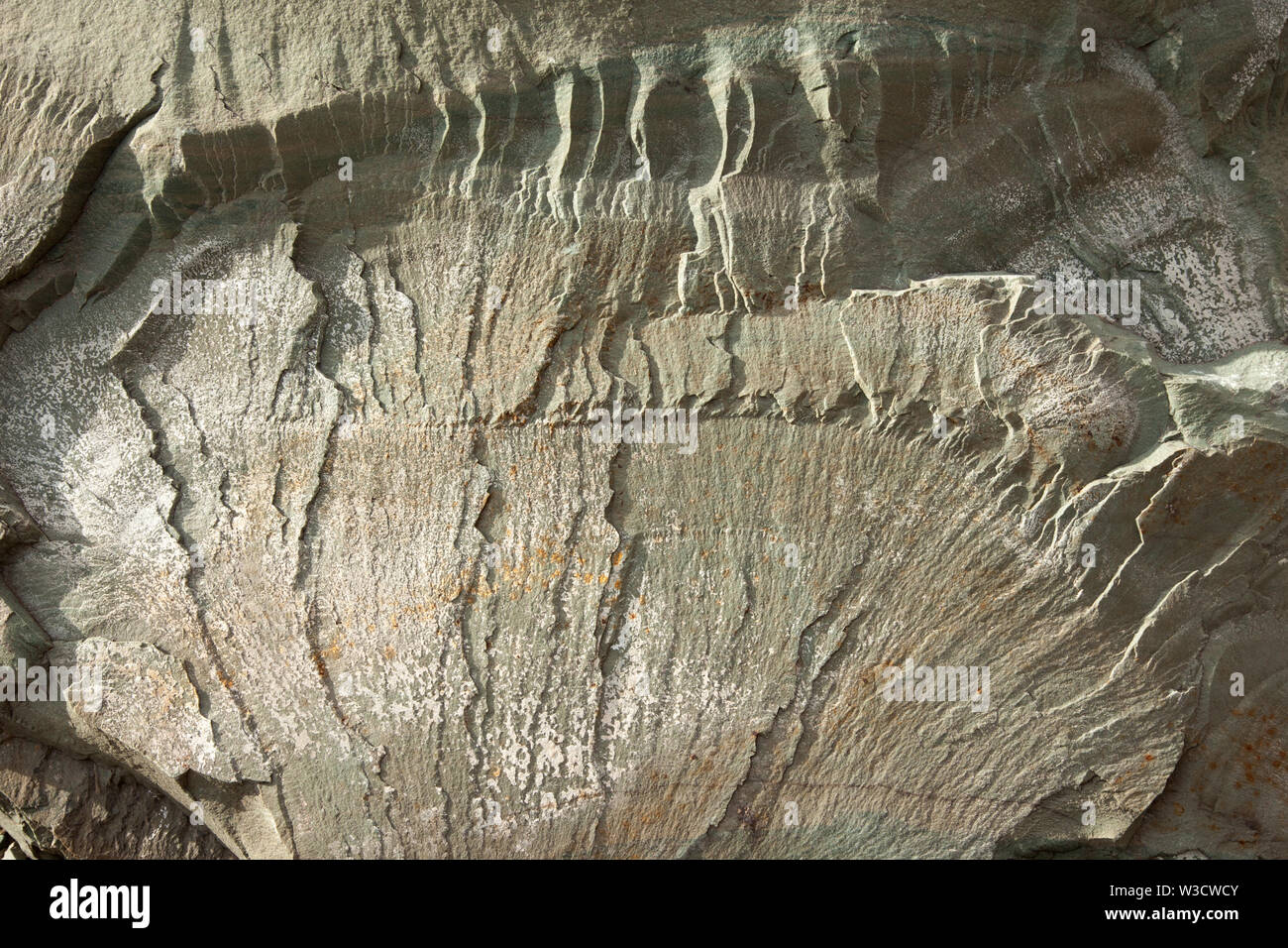 plumose fracture in argillite (slightly metamorphosed mudstone). About 1 meter across. Stock Photo