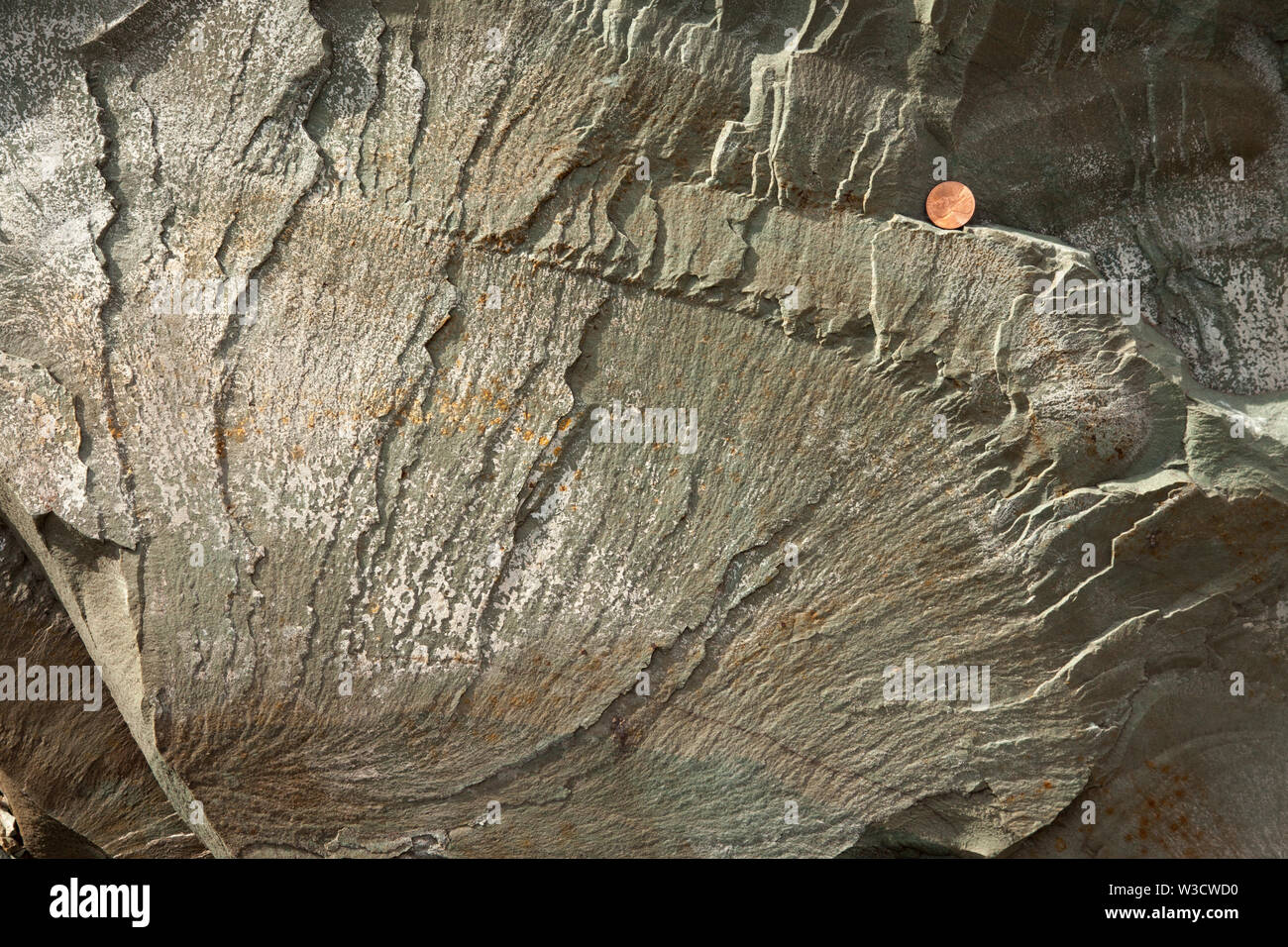 plumose fracture in argillite (slightly metamorphosed mudstone). Penny for scale. Stock Photo