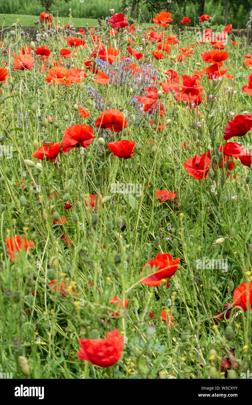 Section of a planted wildflower meadow in central Glasgow, Scotland, featuring Field Poppies, Papaver rhoeas and Borage, Borago officinalis, Stock Photo