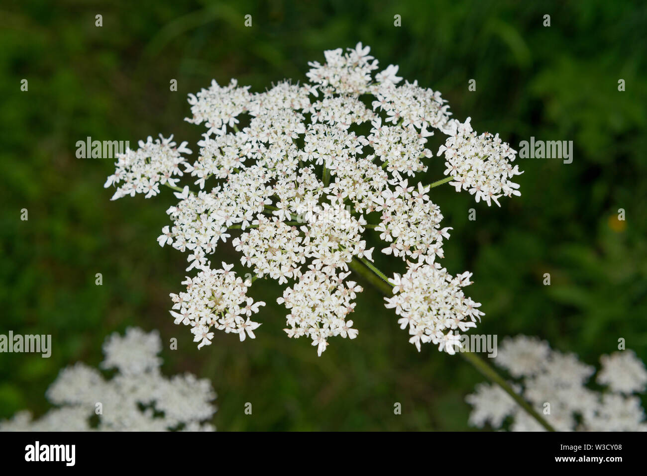 The invasive plant specifies Giant Hogweed (Heracleum mantegazzianum) growing in the UK. Stock Photo