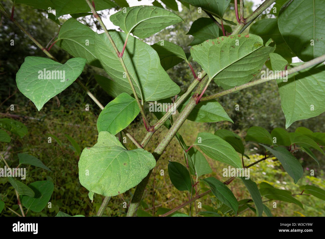 The invasive plant specifies Japanese Knotweed (Reynoutria japonica, Fallopia japonica or Polygonum cuspidatum) grows beside a river embankment. Stock Photo