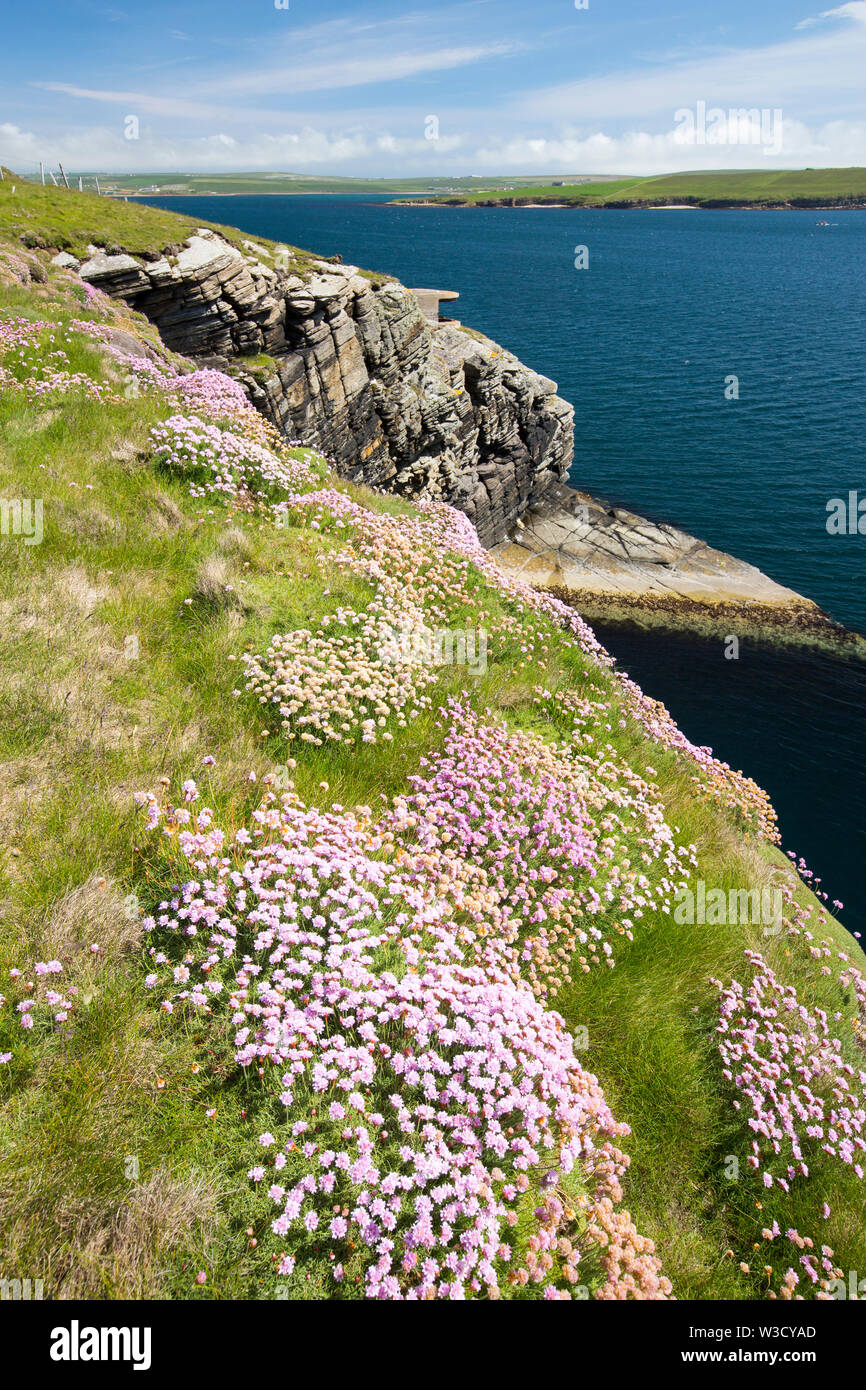 sea-pinks-on-hoxa-head-south-ronaldsay-orkney-islands-scotland-uk