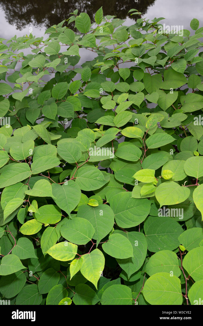 The invasive plant specifies Japanese Knotweed (Reynoutria japonica, Fallopia japonica or Polygonum cuspidatum) grows beside a river embankment. Stock Photo