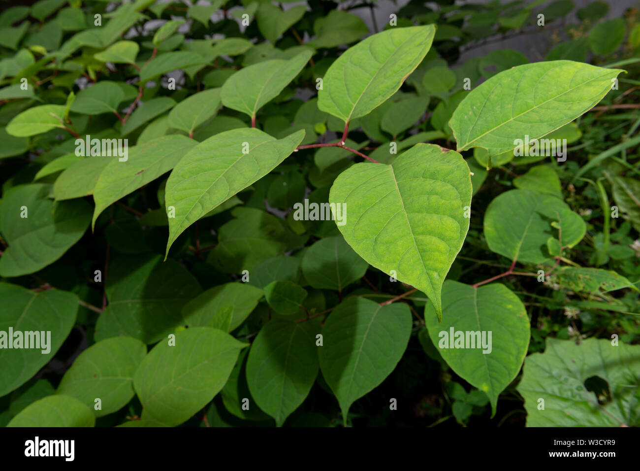 The invasive plant specifies Japanese Knotweed (Reynoutria japonica, Fallopia japonica or Polygonum cuspidatum) grows beside a river embankment. Stock Photo