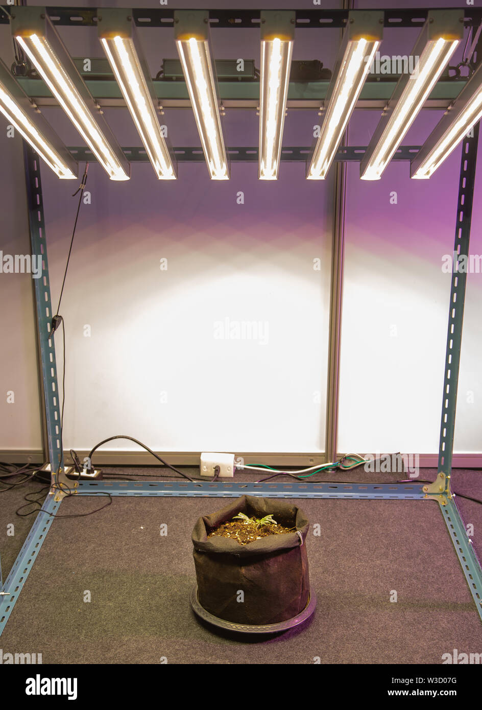 Vegetable grow with artificial LED lighting in indoor vertical