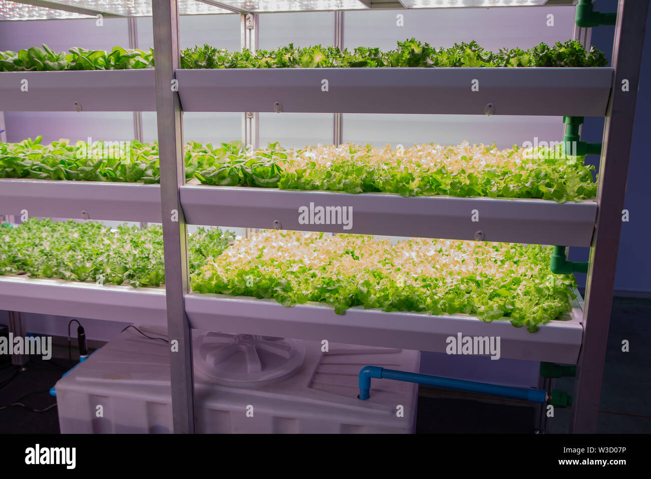 Vegetable grow with artificial LED lighting in indoor vertical