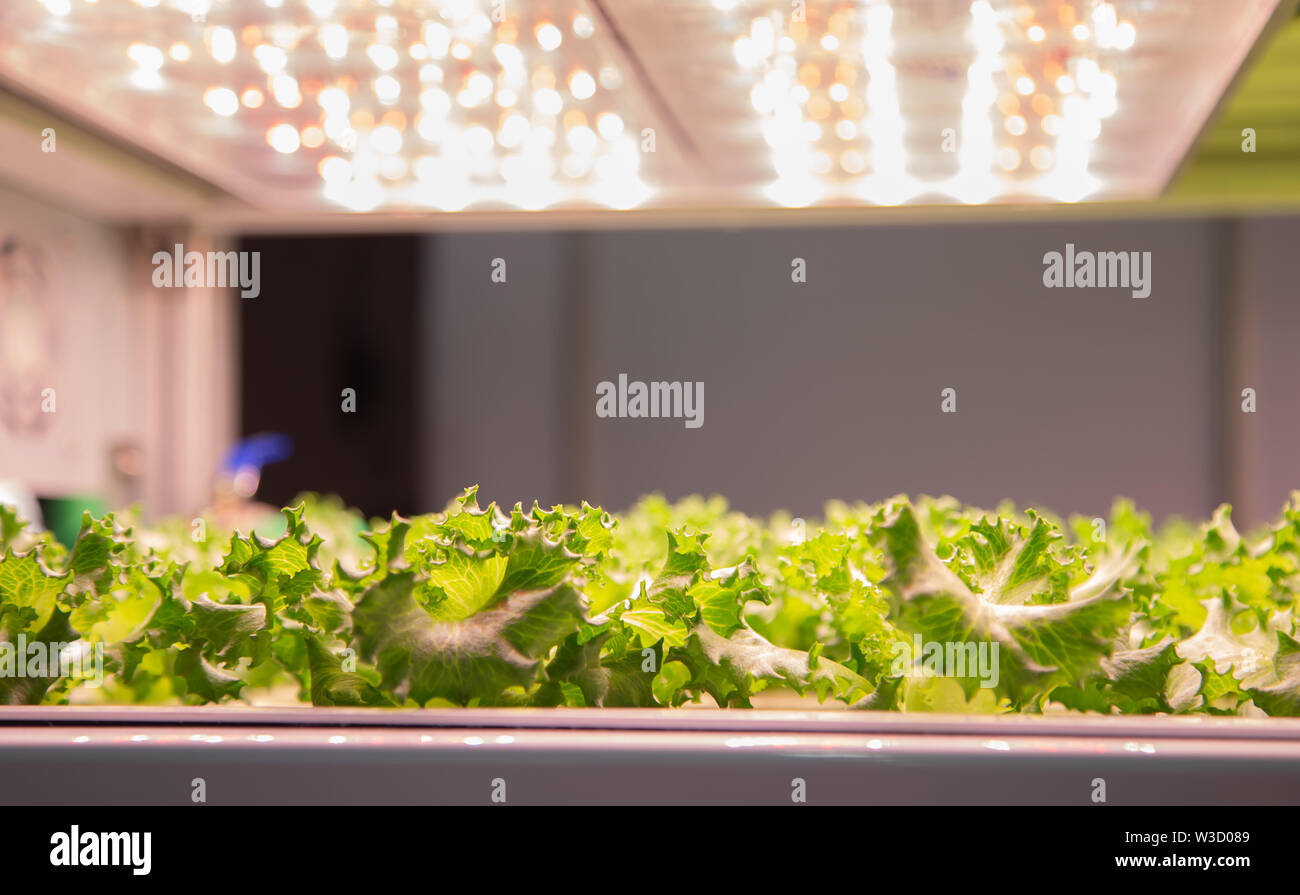 Vegetable grow with artificial LED lighting in indoor vertical