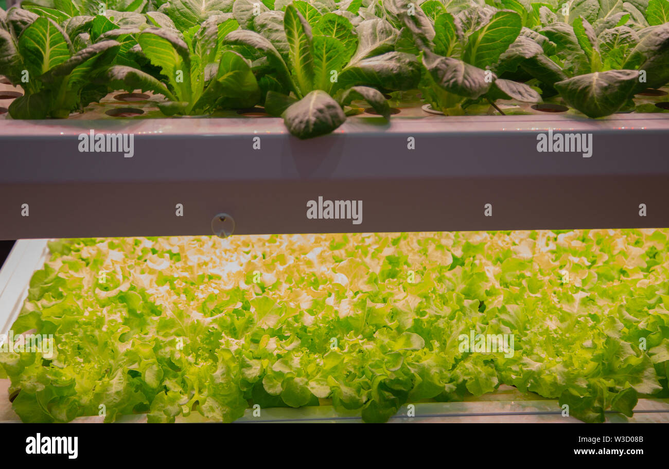 Vegetable grow with artificial LED lighting in indoor vertical