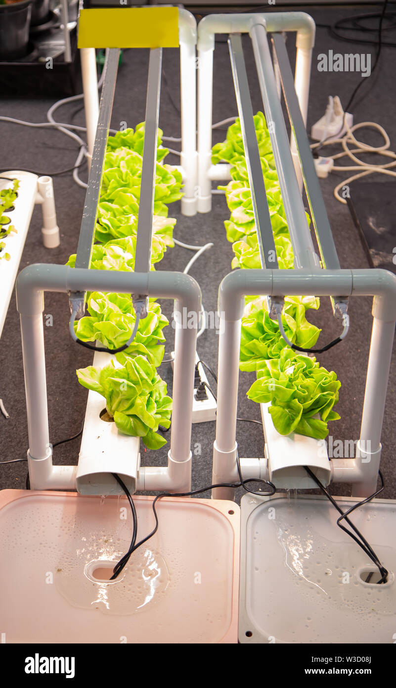 Vegetable grow with artificial LED lighting in indoor vertical