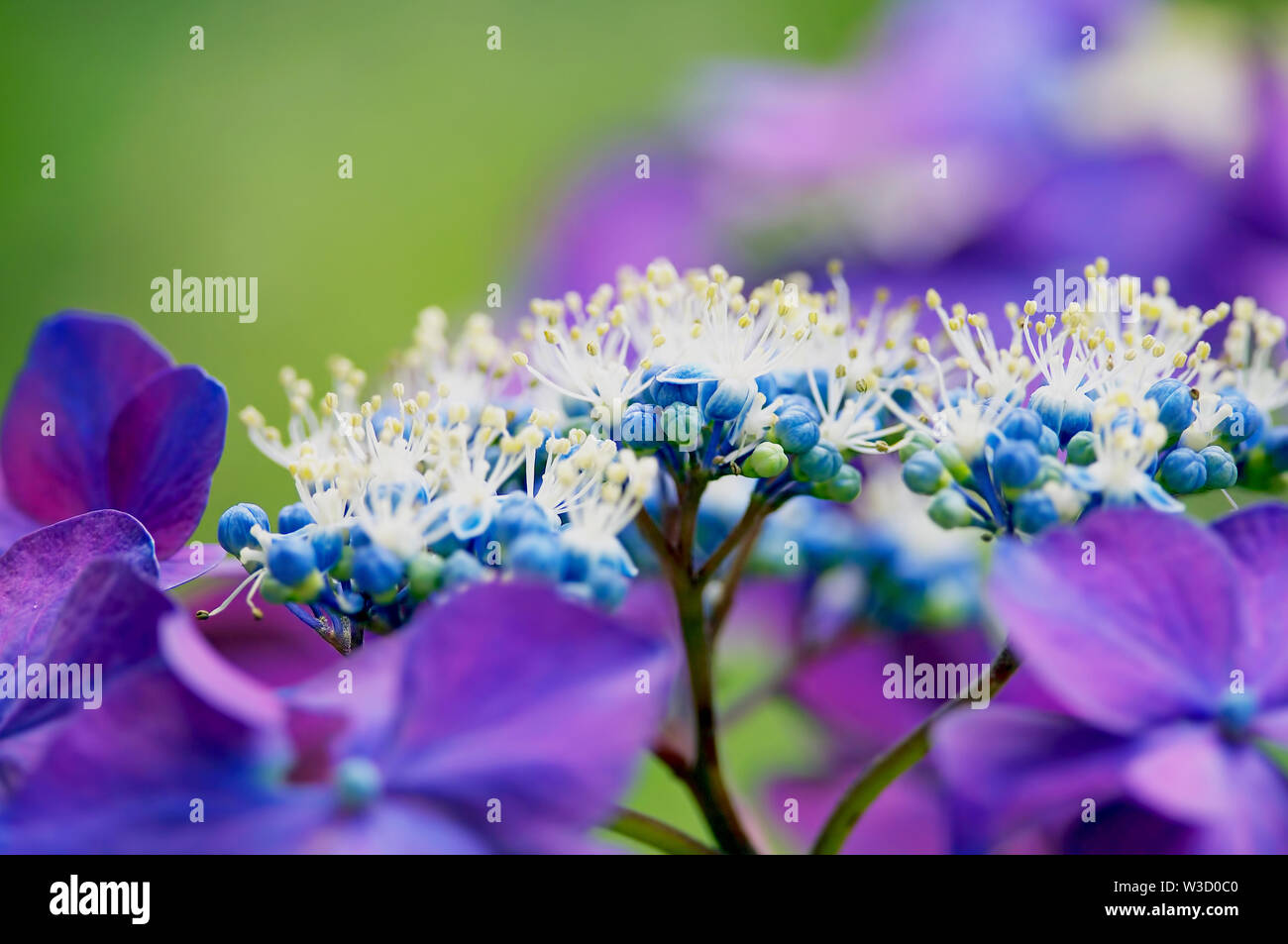 A close look at the flowering head of a Lacecap Hydrangea (Hydrangea ...