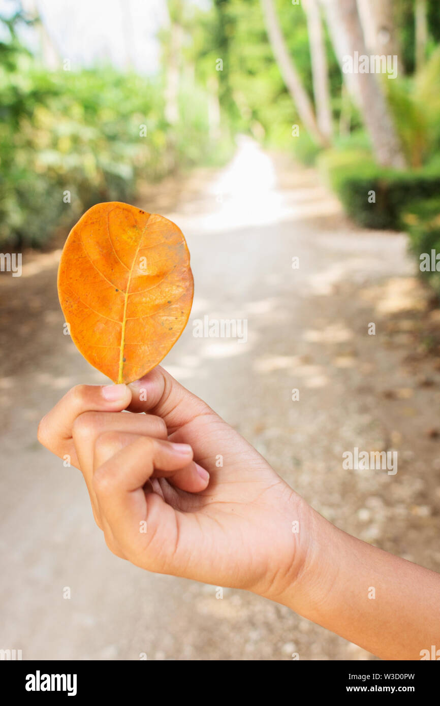 Hand holding Old Jack Fruit Leaf. Hold Orange Autumn Leaf. Stock Photo