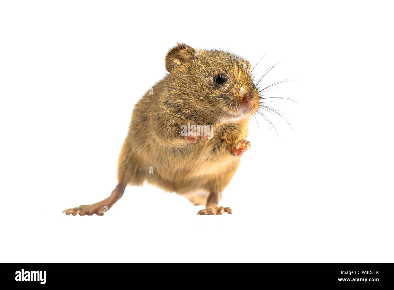 Cute Harvest Mouse (Micromys minutus) standing on hinds legs on white background, studio shot. This is the smallest rodent species native to Europe an Stock Photo