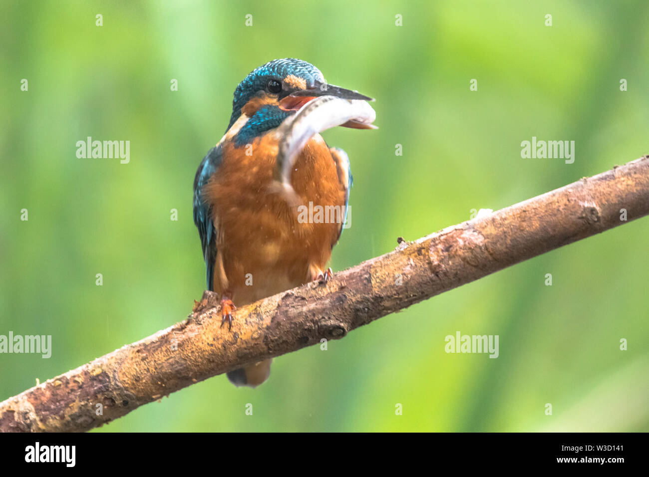 Common European Kingfisher (Alcedo atthis) perched on a stick above the river and hunting for fish. A Minnow (Phoxinus phoxinus has been caught and is Stock Photo