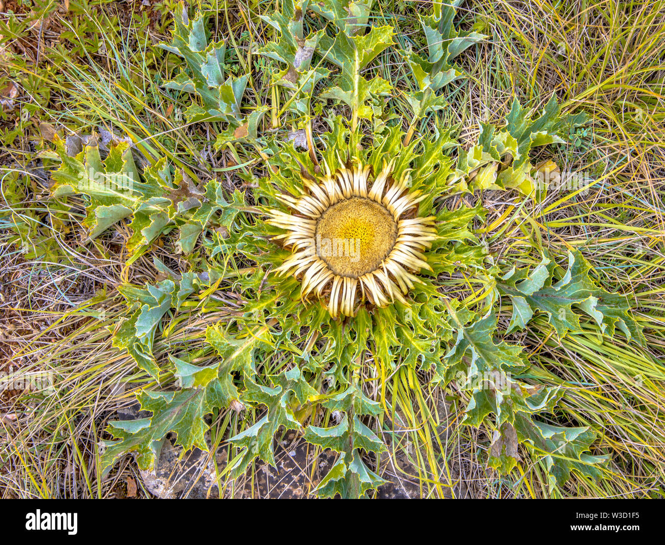 Stemless carline thistle (Carlina acaulis) flower blooming on Casse ...